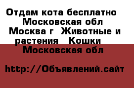Отдам кота бесплатно. - Московская обл., Москва г. Животные и растения » Кошки   . Московская обл.